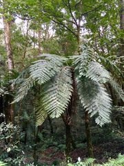 Cyathea divergens
