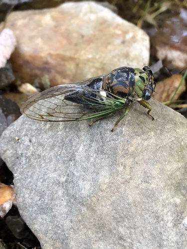 Swamp Cicada