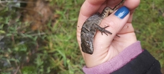 Sceloporus mucronatus