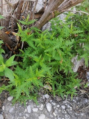 Chrysactinia pinnata