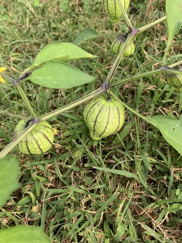 Physalis philadelphica