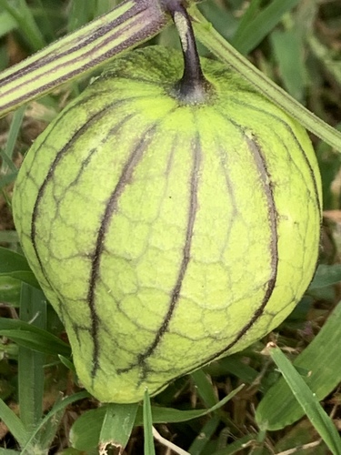 Physalis philadelphica