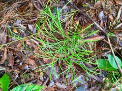 Diphasiastrum thyoides