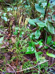 Diphasiastrum thyoides