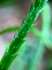 Diphasiastrum thyoides