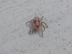 Saitis variegatus