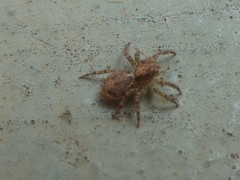 Saitis variegatus