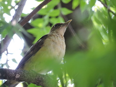 Turdus grayi