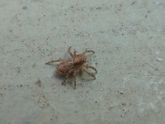 Saitis variegatus