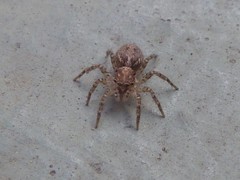 Saitis variegatus