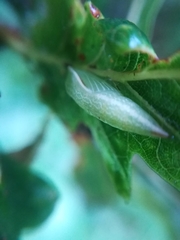 Anthocharis cardamines