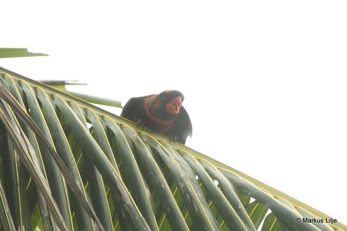 Pseudeos fuscata observed 2014-07-01