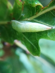 Anthocharis cardamines