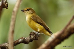 Microeca flavigaster