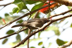 Myzomela obscura