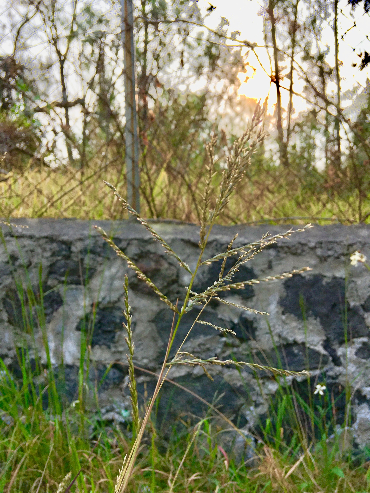 Leptochloa virgata