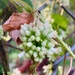 Cuscuta corymbosa - Photo (c) Luis Vigosa, some rights reserved (CC BY-NC), uploaded by Luis Vigosa