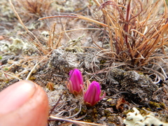 Mammillaria hernandezii