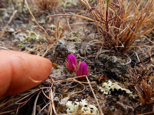 Mammillaria hernandezii