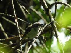 Vireo solitarius