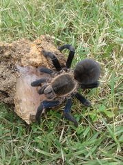 Cyriopagopus lividus