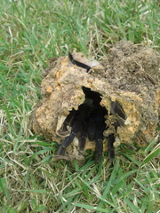 Cyriopagopus lividus