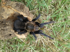 Cyriopagopus lividus