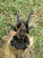 Cyriopagopus lividus