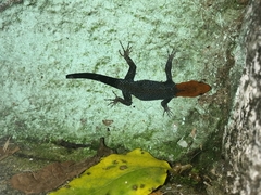 Gonatodes albogularis