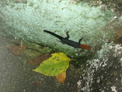 Gonatodes albogularis