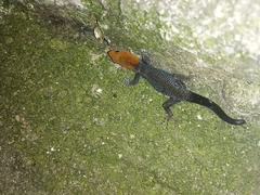 Gonatodes albogularis