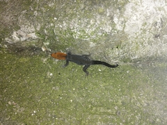 Gonatodes albogularis