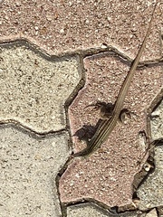 Aspidoscelis gularis