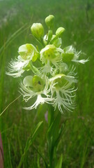 Platanthera praeclara