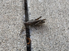 Melanoplus differentialis