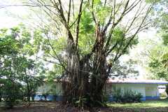 Ficus prolixa