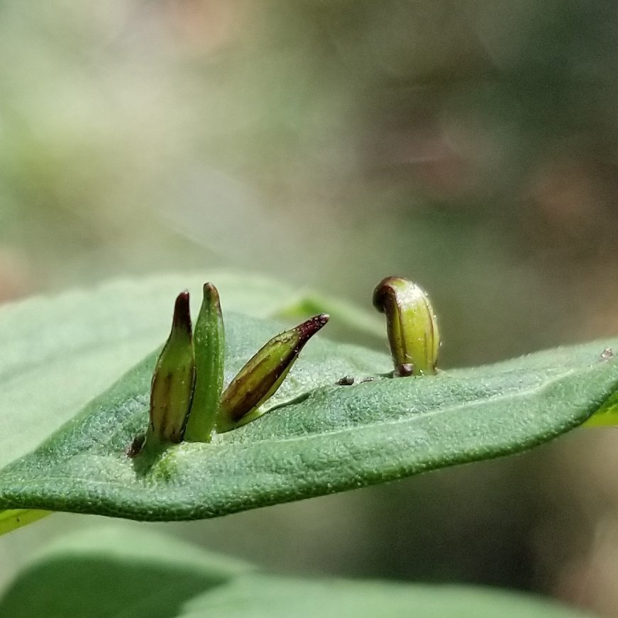 Close up of Rhopalomyia galls on Solidago gigantea leaves