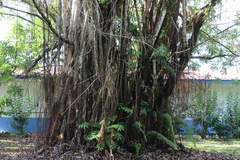Ficus prolixa