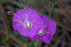 Ipomoea capillacea