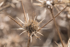 Eryngium petiolatum