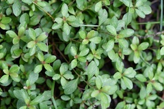 Dyschoriste capitata