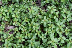 Dyschoriste capitata