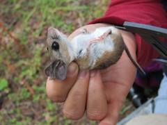 Peromyscus boylii