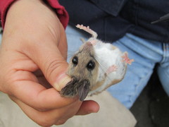 Peromyscus boylii