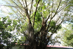 Ficus prolixa