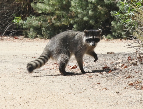 iNaturalist observation photo of Common Raccoon