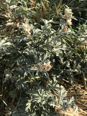 Sphaeralcea grossulariifolia