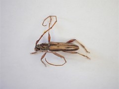 Eburida sublineata