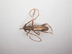 Eburida sublineata