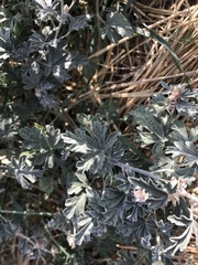 Sphaeralcea grossulariifolia